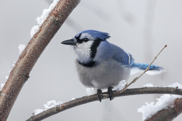 A Blue Jay perched on a snow and ice covered branch.