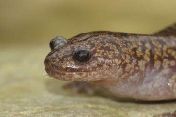 Closeup on a colorful Japanese Hida streamside salamander, Hynobius kimurae sitting on a stone