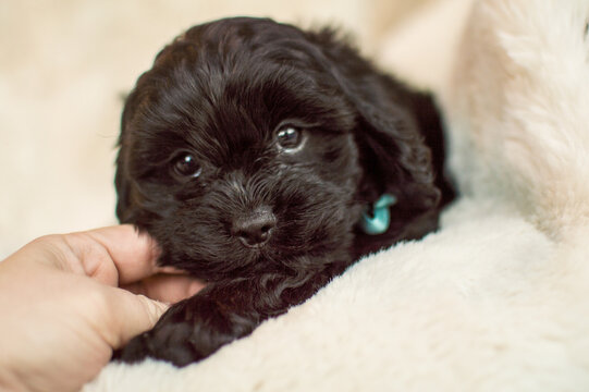 Puppy black cavapoo cavalier and poodle