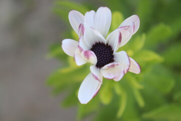 white flower in the garden
