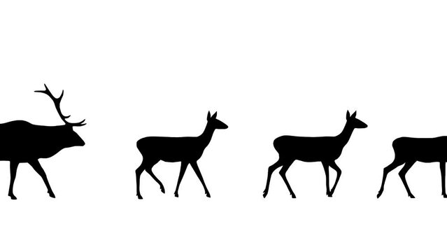 Walking red deer and roe deers, animation on the white background
