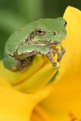 gray treefrog (hyla versicolor) on daylily