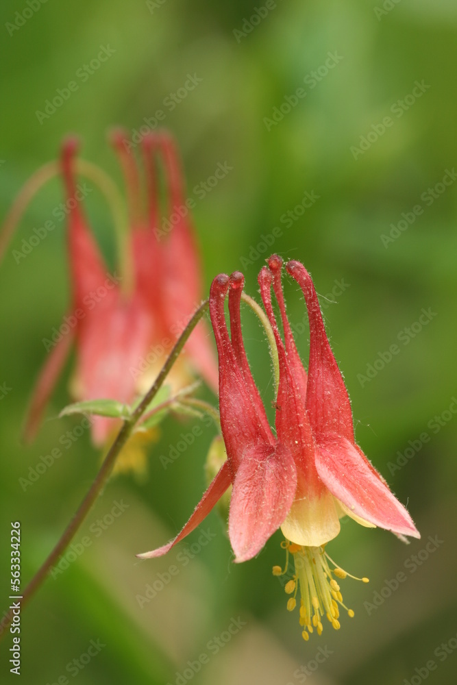 Poster eastern red columbine flowers (aquilegia canadensis)