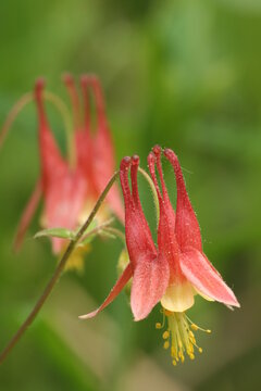 Eastern red columbine flowers (Aquilegia canadensis) 