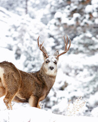 Mule Deer in with Crown of Snow