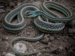Gulf Coast Ribbon Snake (Thamnophis proximus orarius)