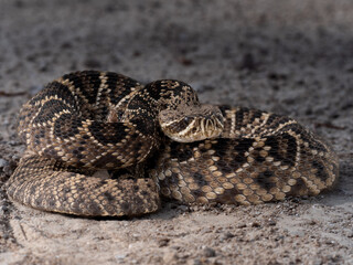 Eastern diamondback rattlesnake (Crotalus adamanteus)