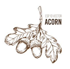 Acorn, oak leaf. Sketch vector illustrtation. Transparent background © aksol