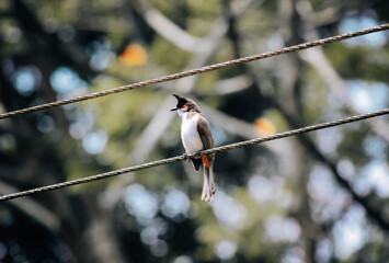 spotted woodpecker