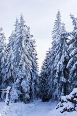 Fir trees covered in snow winter scenery with blue sky