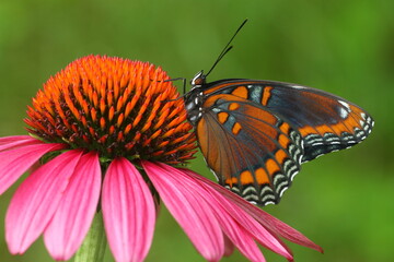 Red spotted purple butterfly (limenitis arthemis) on purple coneflower