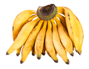 Banana Da Terra bunch, in Portuguese, one of the many banana varieties consumed in Brazil. png transparent background