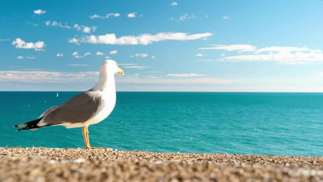 seagull over sea and blue sky
