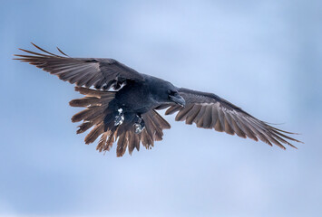 Obraz premium Raven bird ( Corvus corax ) in flight