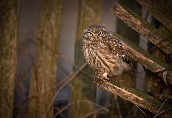 Little owl ( Athene noctua ) close up