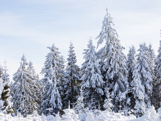 Fototapeta premium Fir trees covered in snow winter scenery with blue sky