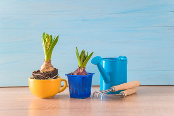Spring gardening concept; Young bluebells plants in flower pots, watering can, gardenig equipment on wooden background