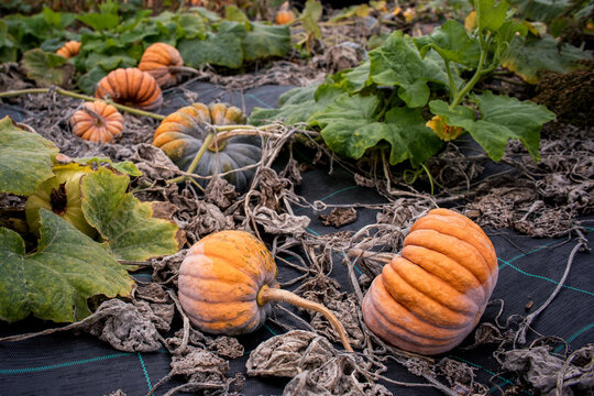 Photographie de courges d'automne.