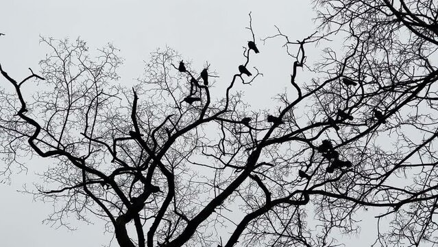 Bird crows sits on tree bare branches in the forest against evening sky.