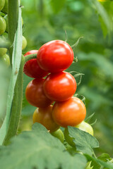 ripe red cherry tomatoes in greenhouse on a blurred background of greenery. Eco-friendly natural products, rich fruit harvest. Close up macro