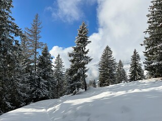 Picturesque canopies of alpine trees in a typical winter atmosphere after the winter snowfall over the Lake Walen or Lake Walenstadt (Walensee) and in the Swiss Alps, Amden - Switzerland / Schweiz