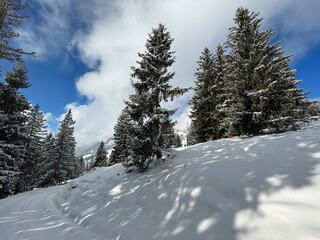 Picturesque canopies of alpine trees in a typical winter atmosphere after the winter snowfall over the Lake Walen or Lake Walenstadt (Walensee) and in the Swiss Alps, Amden - Switzerland / Schweiz