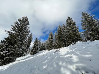 Picturesque canopies of alpine trees in a typical winter atmosphere after the winter snowfall over the Lake Walen or Lake Walenstadt (Walensee) and in the Swiss Alps, Amden - Switzerland / Schweiz