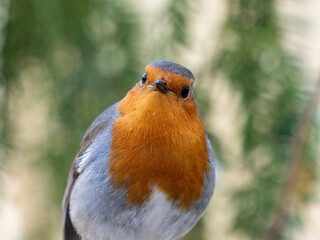 A robin poses at the camera 