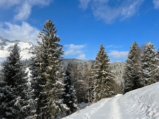 Picturesque canopies of alpine trees in a typical winter atmosphere after the winter snowfall over the Lake Walen or Lake Walenstadt (Walensee) and in the Swiss Alps, Amden - Switzerland / Schweiz