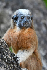 Cotton top tamarin Saguinus oedipus