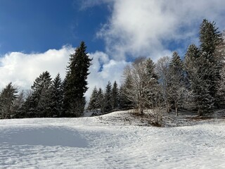 Picturesque canopies of alpine trees in a typical winter atmosphere after the winter snowfall over the Lake Walen or Lake Walenstadt (Walensee) and in the Swiss Alps, Amden - Switzerland / Schweiz