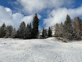 Picturesque canopies of alpine trees in a typical winter atmosphere after the winter snowfall over the Lake Walen or Lake Walenstadt (Walensee) and in the Swiss Alps, Amden - Switzerland / Schweiz