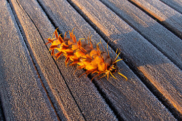 A cone on a wooden planks