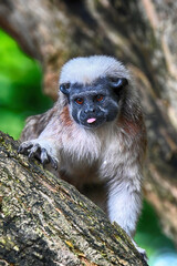 Cotton top tamarin Saguinus oedipus