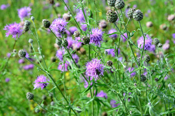 purple flowers of canadian thistle on the meadow in sunny day, cirsium arvense, close-up