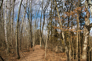 On a snowless Winter day in Wisconsin, a dirt hiking trail winds through a forest of bare trees.