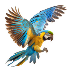Fototapeta blue and yellow macaw ara ararauna obraz