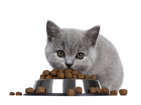 Cute blue British Shorthair cat kitten sitting behind aluminium food bowl filled with dry food kibbles. Head down and looking to camera while eating. Isolated cutout on transparent background.