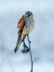 Turmfalke im Winter