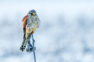 Turmfalke im Winter