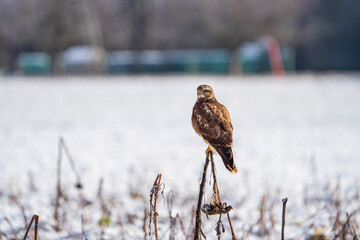 Mäusebussard im Winter 
