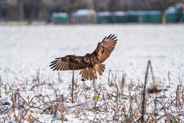 Mäusebussard im Winter 