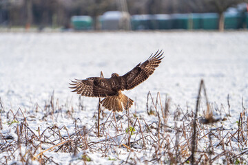 Mäusebussard im Winter 