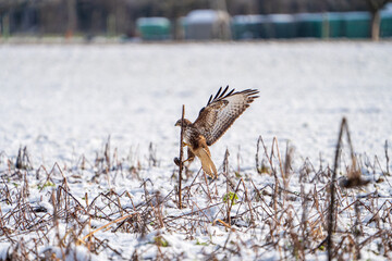 Mäusebussard im Winter 