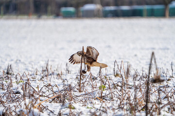 Mäusebussard im Winter 