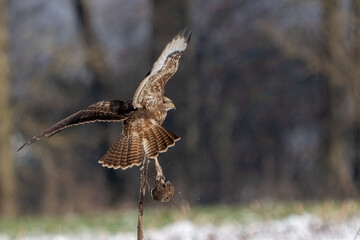 Mäusebussard im Winter 
