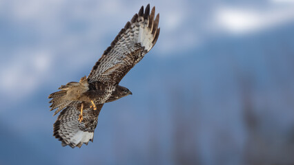 Mäusebussard im Winter 
