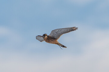 Turmfalke im Winter