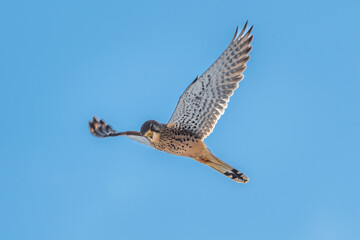 Turmfalke im Winter