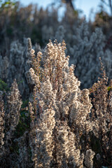 Dry fluffy meadow plants in forest landscape